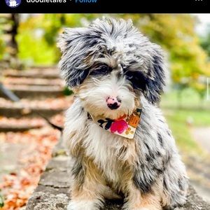 Meet your Posher, Michael